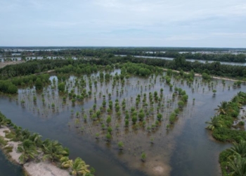 Targetkan 31.380 Hektar, BRGM Gencarkan Program Rehabilitasi Mangrove M4CR di Kaltara