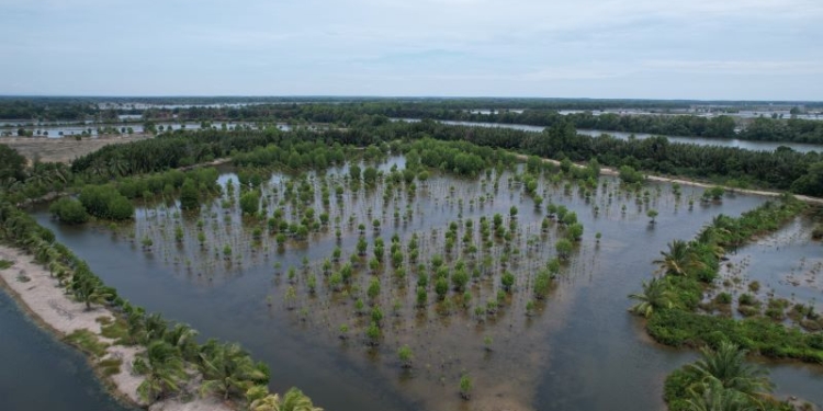 Targetkan 31.380 Hektar, BRGM Gencarkan Program Rehabilitasi Mangrove M4CR di Kaltara