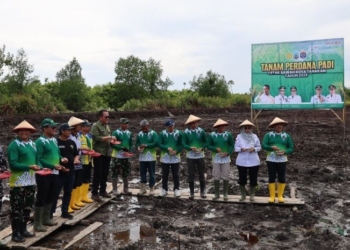 Tabur Benih Padi di Lahan Cetak Sawah, Pemkot Tarakan Dukung Swasembada Pangan