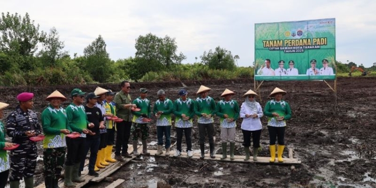 Tabur Benih Padi di Lahan Cetak Sawah, Pemkot Tarakan Dukung Swasembada Pangan