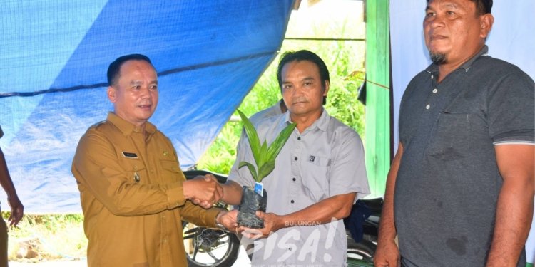 Tingkatkan Produktivitas Petani: Wabup Bulungan Salurkan Ribuan Bibit Sawit dan Kakao Berbasis Budidaya Berkelanjutan